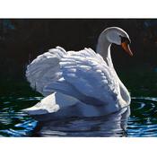 Placid Waters ***SOLD*** image