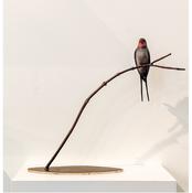 Swallow