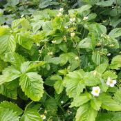 Alpine strawberry – Sweet Hearts &ndash; The Rock Ballymacavany