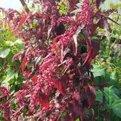 Red Orache – The Rock Ballymacavany image