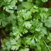 Coriander – The Rock Ballymacavany image