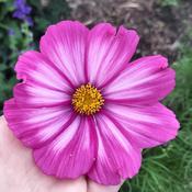 Cosmos Mix – The Rock Ballymacavany image