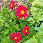 Dahlia Pinnata Mix – The Rock Ballymacavany image