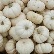 Baby Boo (Cucurbita pepo) &ndash; The Rock Ballymacavany