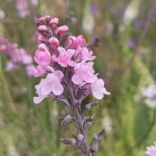 Toadflax Mix (Linaria maroccana) – The Rock Ballymacavany image