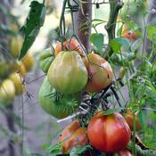 Oxheart Tomato – Yasha &ndash; The Rock Ballymacavany