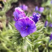Viper’s Bugloss (Echium vulgare) – The Rock Ballymacavany image