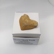 "Crow Shark" Tooth