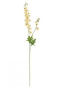 Delphinium - Apricot image