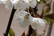 Pack of 10 Cards with envelopes.                                                                                                                                        Sherkin Art for Cork Penny Dinners. Jean Dunne. Blossom image