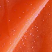 Orange Bead Organza image
