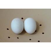 Pigeon Plastic Dummy Egg 10pk White Solid Breeding