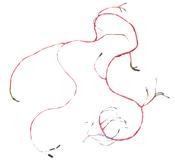 Wiring Loom