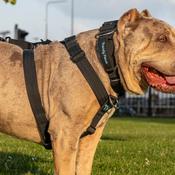 Complete Set: Harness, Collar &amp; Clip Lead