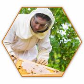 Introduction to Beekeeping Course + Membership 2026 - Tribes Beekeepers Association Galway