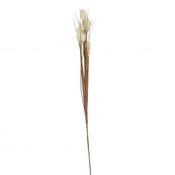 Foxtail Cream Flower image