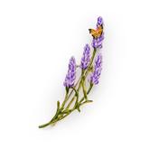 Bill Skinner Brooch - Lavender