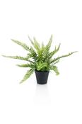 Artificial Plant - Fern
