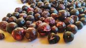Freeze Dried Blackcurrants