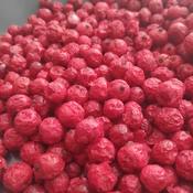 Freeze Dried Redcurrants