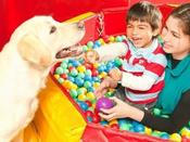 €29 Animal Assisted Therapy Diploma Course