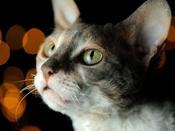 $/€/£29 Crystal Healing for Animals Diploma Course
