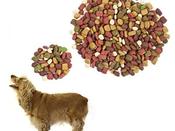€29 Canine Nutrition Diploma Course