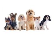€29 Dog Grooming Diploma Course