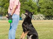 €29 Dog Training Diploma Course
