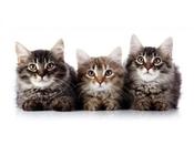 €29 Feline Behaviour and Psychology Diploma Course