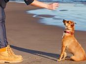 €29 Puppy Training Diploma Course