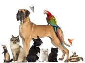 €29 Pet Care Business Diploma Course