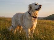 €29 Canine Holistic Health &amp; Therapy Diploma Course