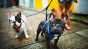 $,£,€8 Any Pet Care International Open Academy Online Training Course