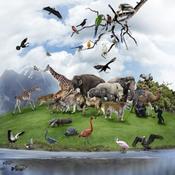 €29 Zoology Diploma Course Online