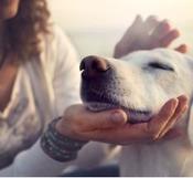 €29 CBD Oil for Animals Diploma Course