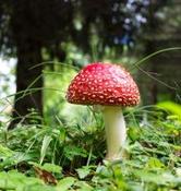 €29 Psychotropic Plants Diploma Course Online