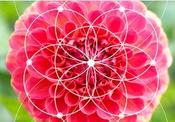 €29 Fibonacci Numbers and the Golden Ratio Diploma Course Online