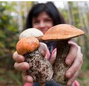 €29 Foraging Diploma Course Online