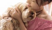 €29 Understanding Canine Anxiety Diploma Course Online