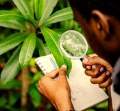 €29 Botany Diploma Course Online