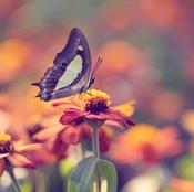 €29 Entomology Diploma Course Online