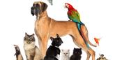 €8. Was €199. Animal Care Online Course.