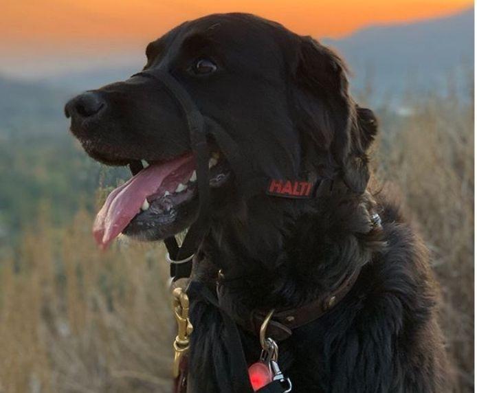 Halti Headcollar Black Size 0 - Stops Pulling, Kind control for your dog