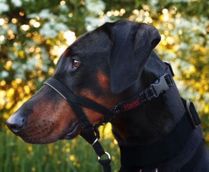 Halti Headcollar Black Size 0 - Stops Pulling, Kind control for your dog