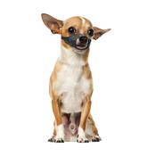 Duvo Dog Muzzle Xs image