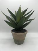 Aloe Vera | Westgate Design image