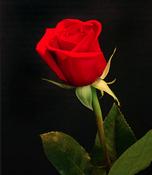 Single Rose