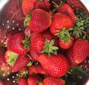 Strawberry Conserve