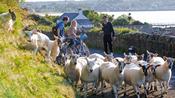 Ireland’s Land of Giants &amp; Scotland – 13 Day Tour
